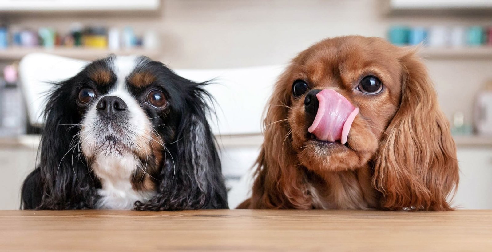 Two cute dogs waiting for their grain free natural dog food for sensitive stomachs