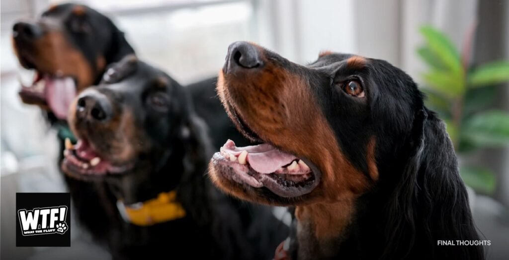Happy dogs waiting for their meal