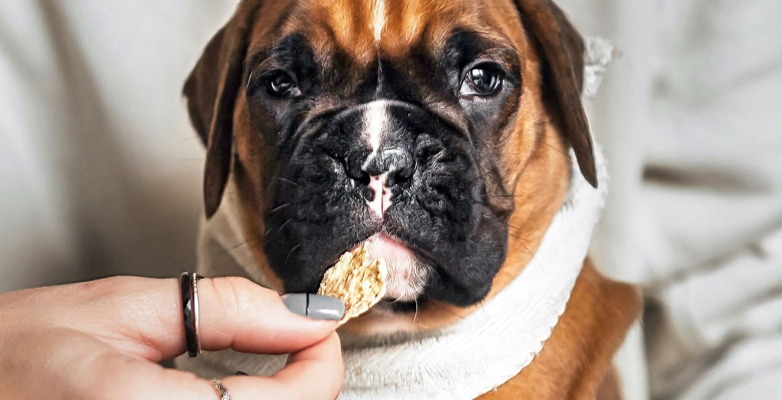 Cute puppy eating food given to him by his owner
