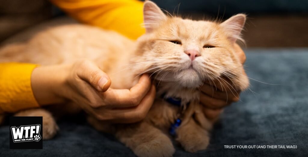 Owner giving her ginger cat attention