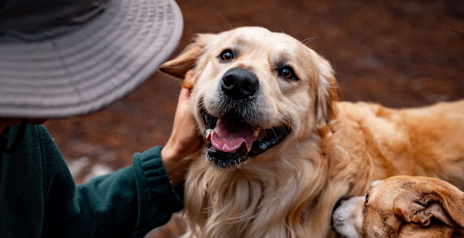 Ultimate-Guide-to-Keeping-Your-Pet-Healthy-1640x840