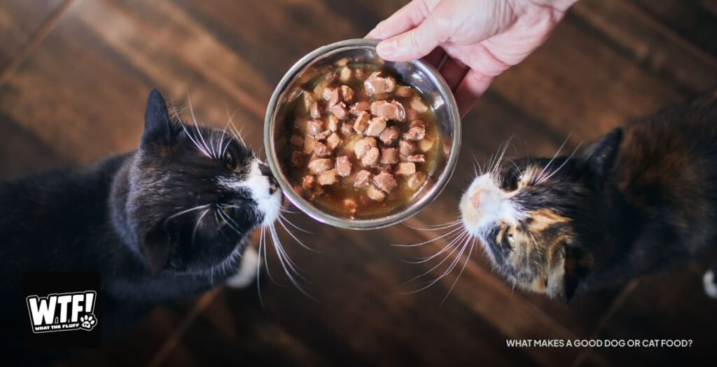 owner serving his cats a healthy meal