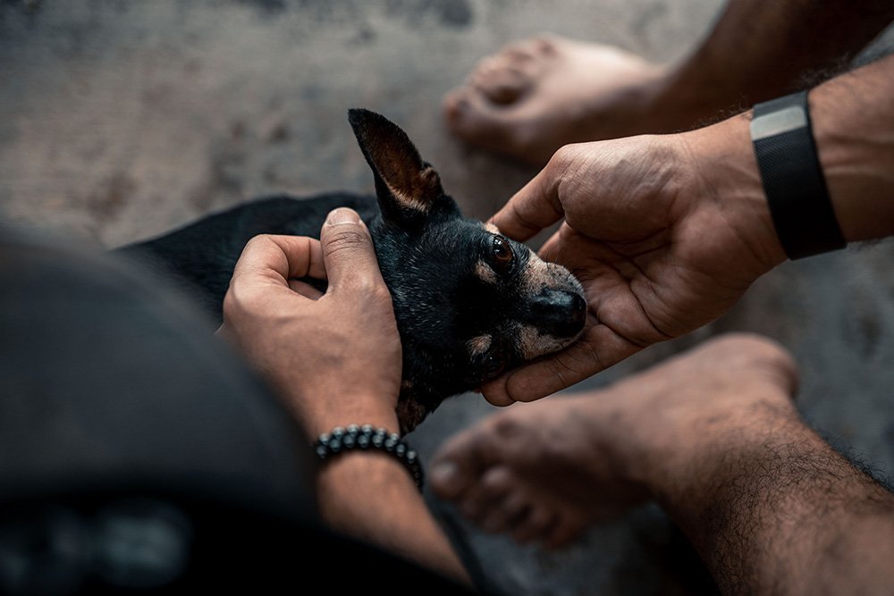Helping animal rescue initiatives