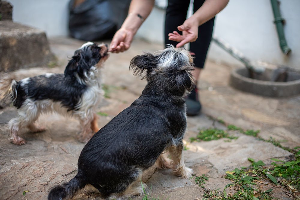 Helping by feeding street dogs