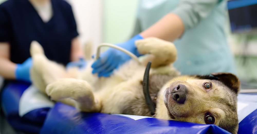 Helping by sponsoring sterilizations
